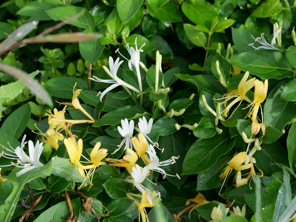 LONICERA japonica Halliana