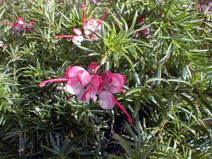 GREVILLEA Rosa Jenkinsii