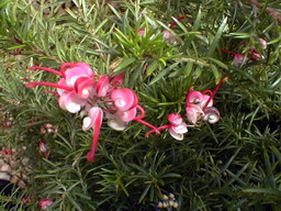 GREVILLEA Rosa Jenkinsii