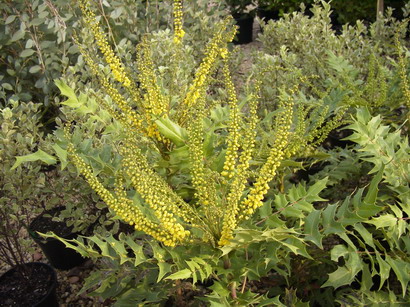 MAHONIA X.media Lionel Fortescue