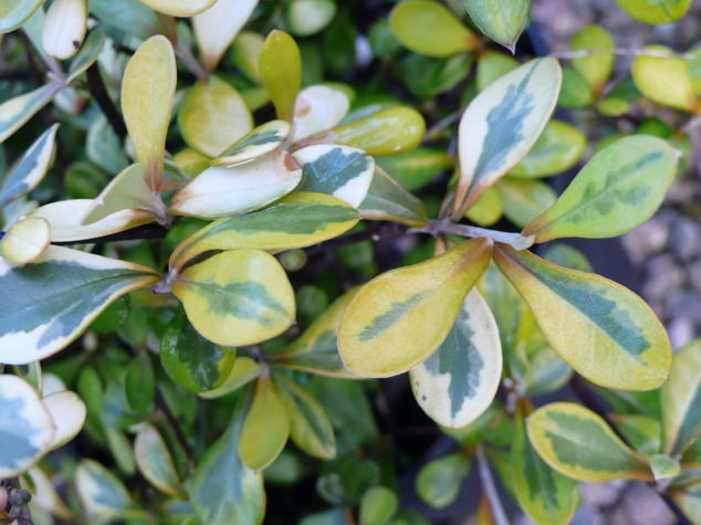 COROKIA x.virgata Sunsplash