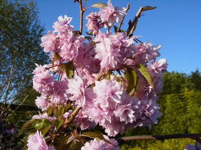 PRUNUS serrulata Kiku Shidare Sakura