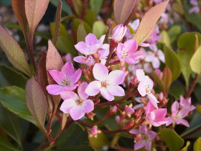 RHAPHIOLEPIS x.delacourii Coates Crimson