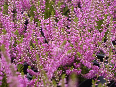 CALLUNA vulgaris Darkness