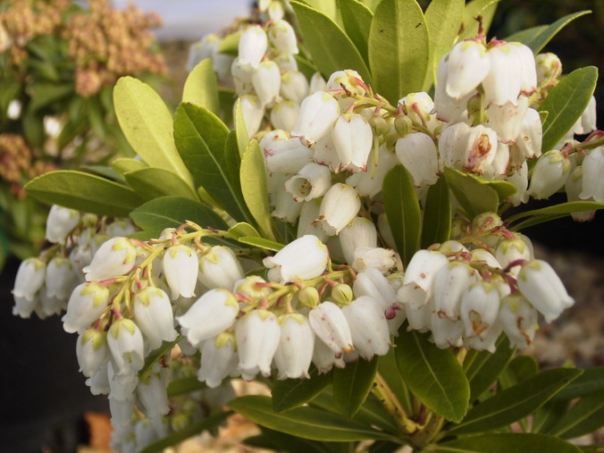 PIERIS ryukuensis Temple Bells : floraison de mars-avril. Nº1003