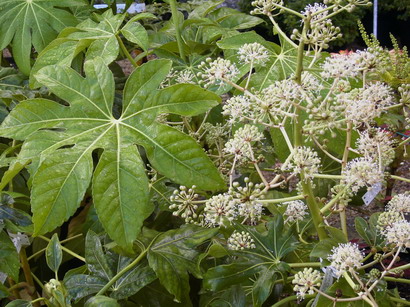 FATSIA japonica