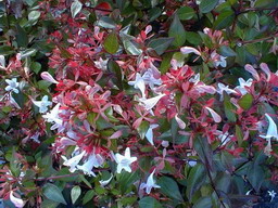 ABELIA x.grandiflora Semperflorens