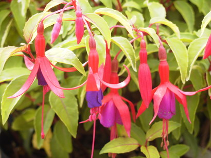 FUCHSIA Genii