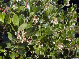 ARBUTUS x.andrachnoides : floraison en clochettes. Nº1020