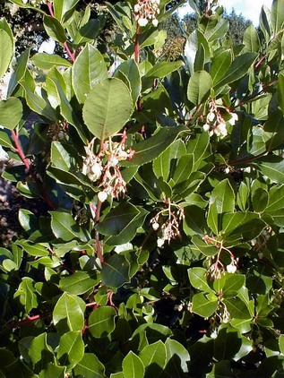 ARBUTUS x.andrachnoides : floraison en clochettes. Nº1021
