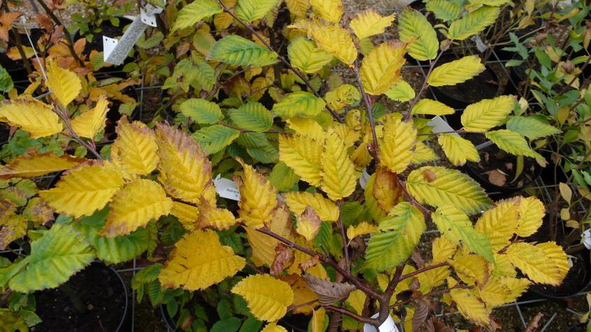 CARPINUS betulus