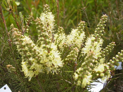 CALLISTEMON sieberi Widdicomb Gem