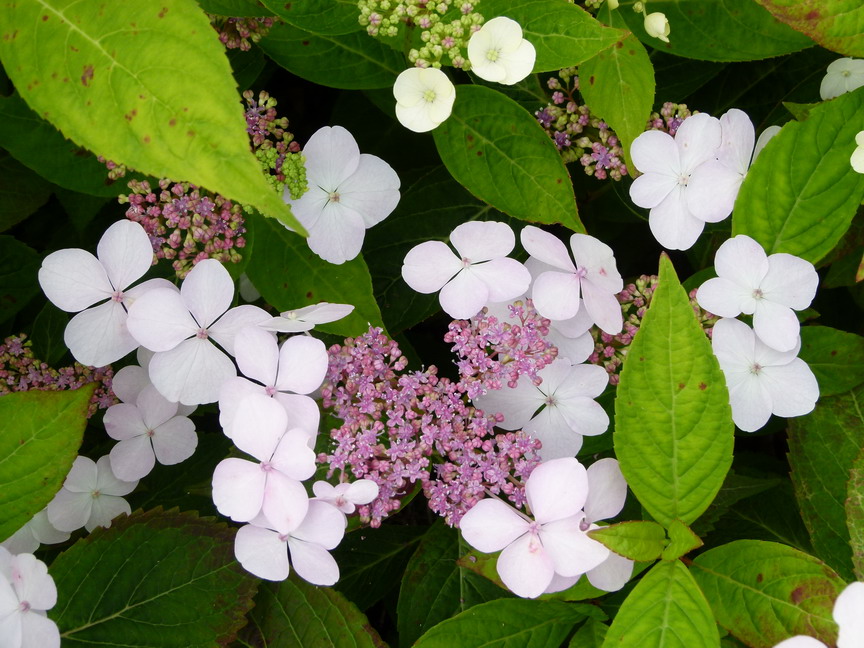 HYDRANGEA serrata Blue Bird