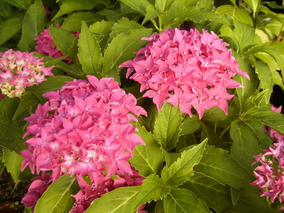 HYDRANGEA macrophylla Tovelit