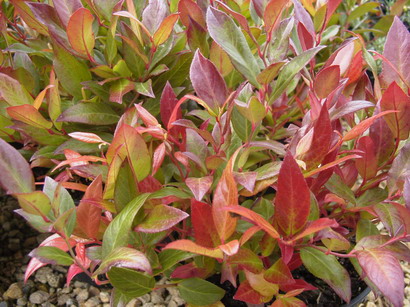 LEUCOTHOE axillaris Scarletta