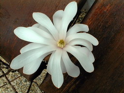 MAGNOLIA stellata