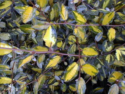 ELAEAGNUS pungens Maculata Aurea