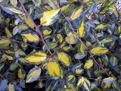 ELAEAGNUS pungens Maculata Aurea : feuillage estival bien coloré. Nº1043