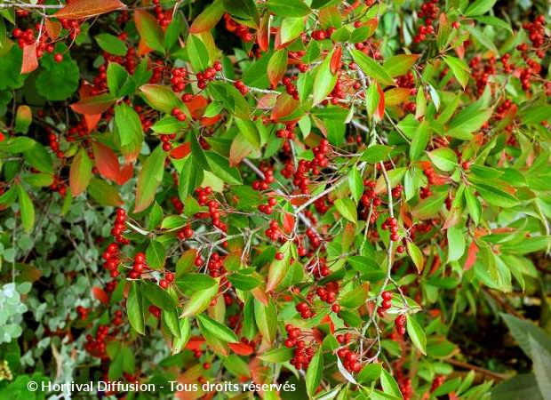 ARONIA arbutifolia Brilliant