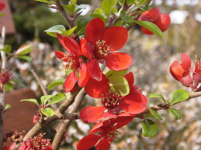 CHAENOMELES X.superba Crimson and Gold