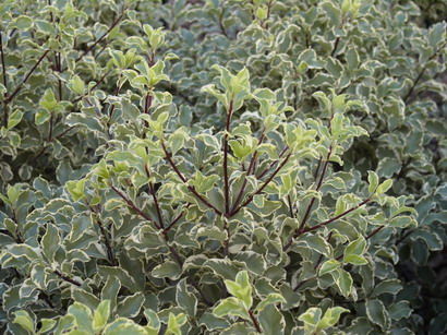 PITTOSPORUM tenuifolium Argyrophyllum : feuillage persistant. Nº1048