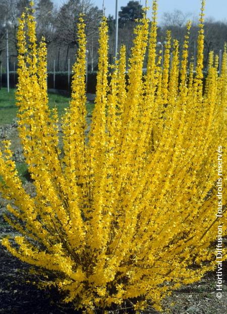 FORSYTHIA x.intermedia Lynwood Gold