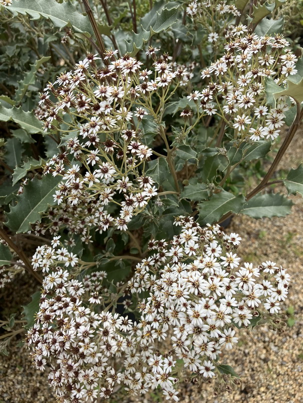 OLEARIA macrodonta Major