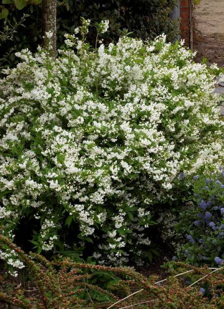 DEUTZIA gracilis