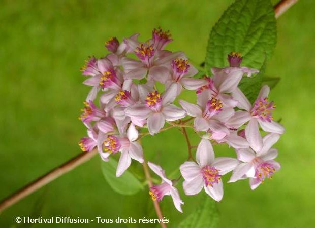 DEUTZIA x.hybrida Mont Rose