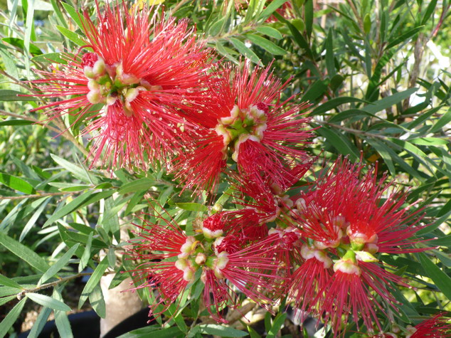 CALLISTEMON viminalis Hannah Ray