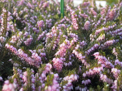 ERICA x.darleyensis Darley Dale