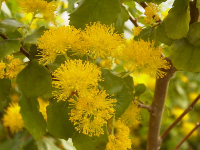 AZARA dentata