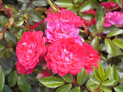 ROSA Fairy Rood