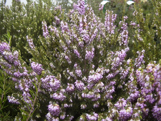 ERICA mediterranea