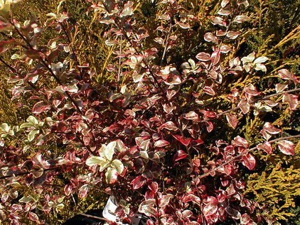 PITTOSPORUM tenuifolium Deborah