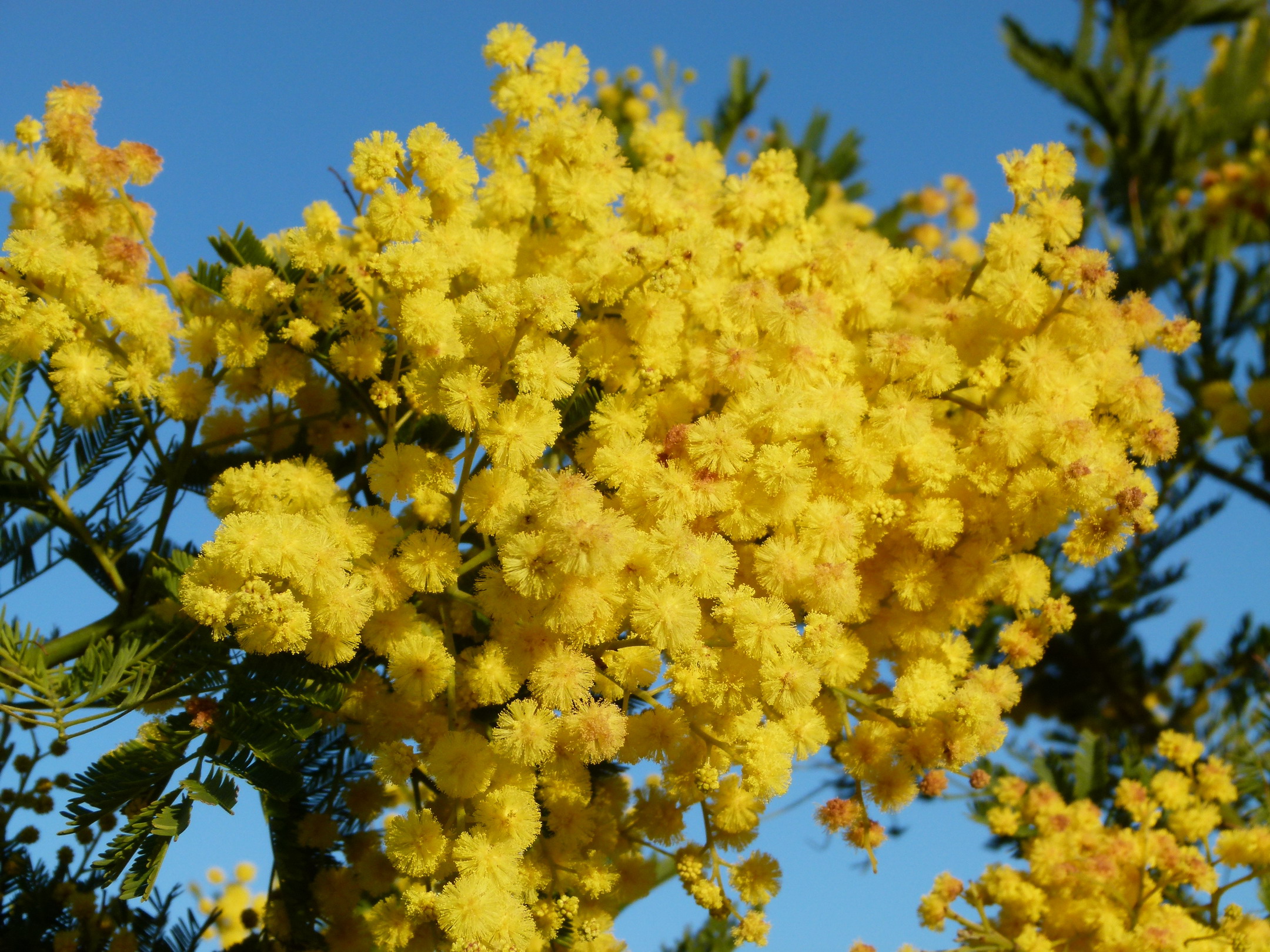 ACACIA dealbata | Mimosa d'hiver, mimosa des fleuristes, mimosa argenté ...