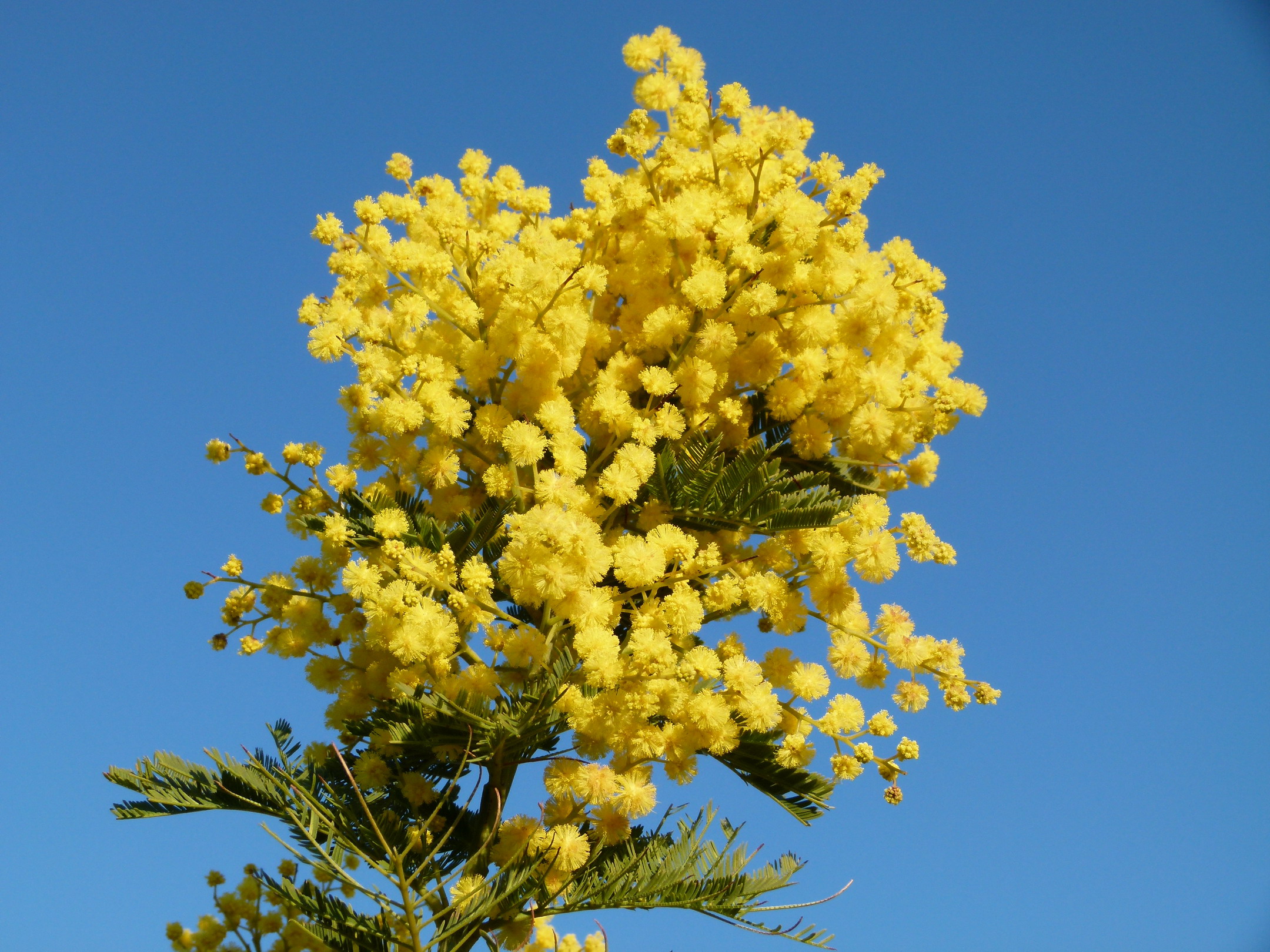 ACACIA dealbata | Mimosa d'hiver, mimosa des fleuristes, mimosa argenté ...