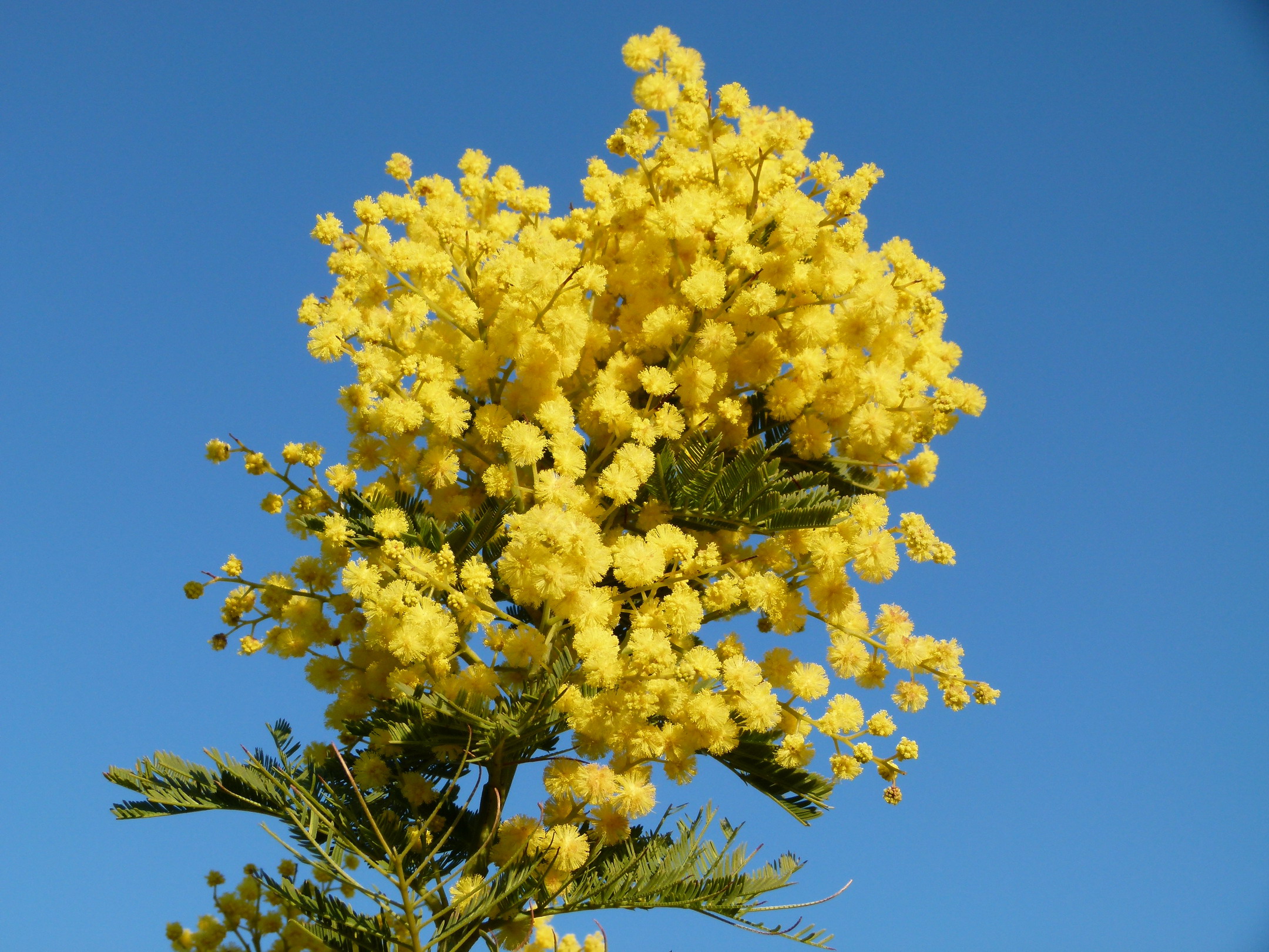 ACACIA dealbata | Mimosa d&amp;#39;hiver, mimosa des fleuristes, mimosa argenté ...