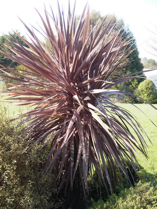 CORDYLINE australis Purpurea