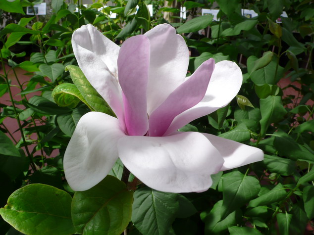 MAGNOLIA x.soulangeana Lennei
