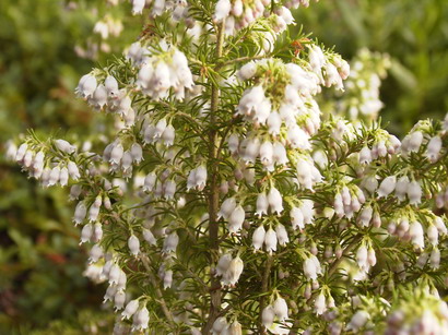 ERICA x.veitchii Pink Joy