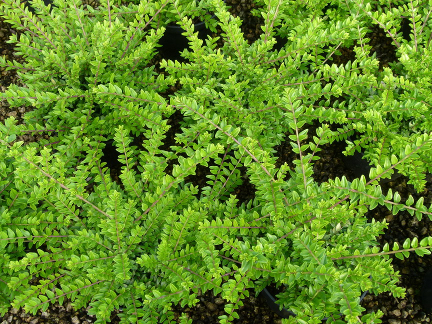 LONICERA nitida Maigrün