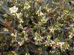 PHILLYREA angustifolia Rosmarinifolia