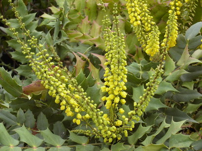 MAHONIA x.media Charity