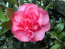 CAMELLIA hybride Debbie