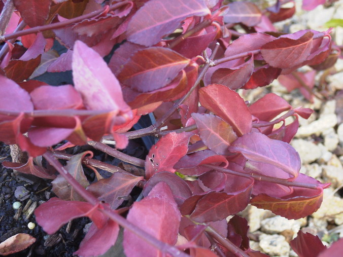 EUONYMUS fortunei Dart's Blanket