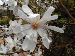 MAGNOLIA stellata : floraison de début de printemps. Nº1128