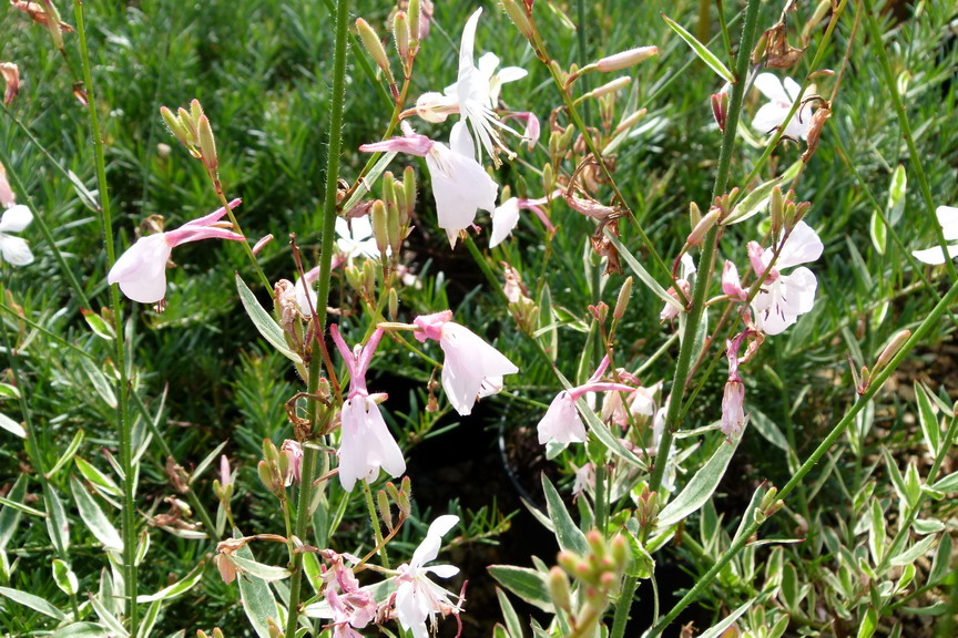 GAURA lindheimeri Corrie's Gold