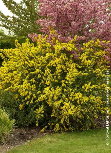 GENISTA porlock : floraison d'avril-mai. Nº1131