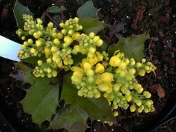 MAHONIA aquifolium Apollo